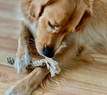 Hunde-Dental-Stick Kaukordel aus Hanf Zahnpflege - GooldyBoy